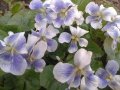 Горска теменужка - шарена, снимка 1 - Градински цветя и растения - 39763822