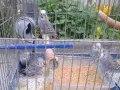Продавам млади вълнисти папагали  и две млади корели, снимка 4