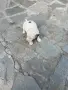 Джак Ръсел териер търси своят нов приятел, снимка 3