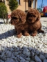 Пудел Той/Toy Poodle, снимка 5