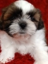 Кученца Ши Тцу /SHIH TZU FCI pedigree , снимка 15