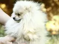 Померан Померанче мъжки, снимка 1