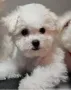 Бишон фризе, снимка 2