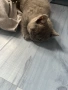 Британски късокосмести котета, снимка 4