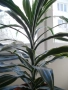Продавам цветя Драцена – малки, снимка 6