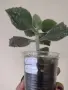 Каланхое, kalanchoe beharensis Fang, снимка 3
