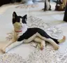 Фигури за декорация Котки, снимка 2