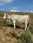 Крави сиво Искърско гооведо, снимка 4