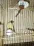 Продавам Канари 6 бр и 4 бр клетки с всички аксесоари!, снимка 10