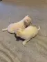Малки Сладки Чихуахуа, снимка 1