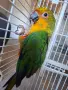 Аратинга - Яндая - бебе 4м, снимка 1
