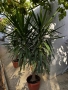 Палма Юка, снимка 1