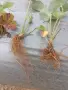 Предлагам разсад ягоди сорт Априка, снимка 5