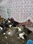 продавам патета и пиленца джинка, снимка 2