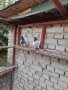 Продавам пакистански гълъби, снимка 1 - Гълъби - 42828729