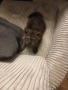 продавам персийско коте-мъжко, снимка 4