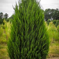  Юниперус хинензис Спартан, Juniperus chinensis 'Spartan', снимка 2 - Градински цветя и растения - 44464961