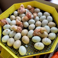 Яйца от кокошка Великденска носачка XL, снимка 5 - други­ - 44279674