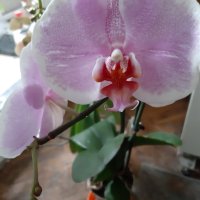 Красиви орхидеи , снимка 12 - Стайни растения - 32936807