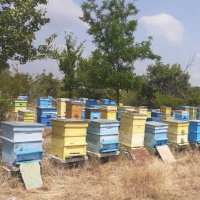 Хващане на пчели / Улавяне на пчелни рояци, снимка 5 - Други животни - 37159467