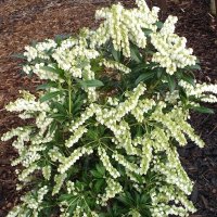 Пиерис-(pieris japonica)(4-сорта), снимка 5 - Градински цветя и растения - 32197304