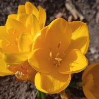 Есенен минзухар -жълт, снимка 4 - Градински цветя и растения - 44732007
