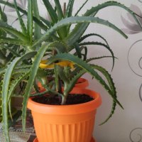 Лечебно Алое (Aloe Arborescens) над 3г., снимка 4 - Стайни растения - 34545609