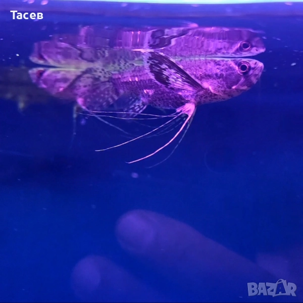 Риба пеперуда 7см, снимка 1