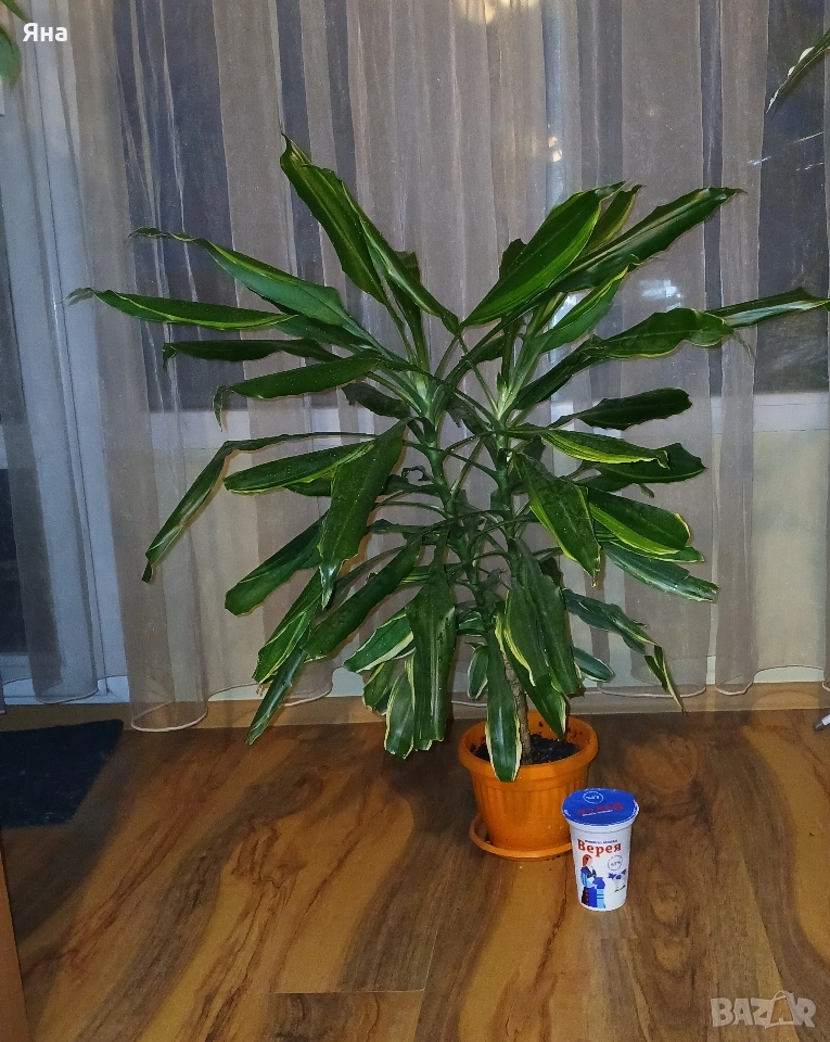 Драцена Фрагранс, снимка 1