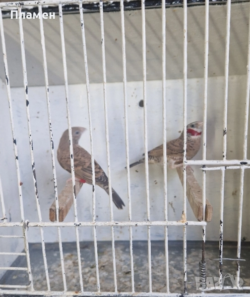 Червеногърли амадини, снимка 1