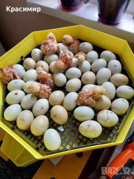 Зелени разплодни яйца от кокошка Великденска носачка Ексел , снимка 1