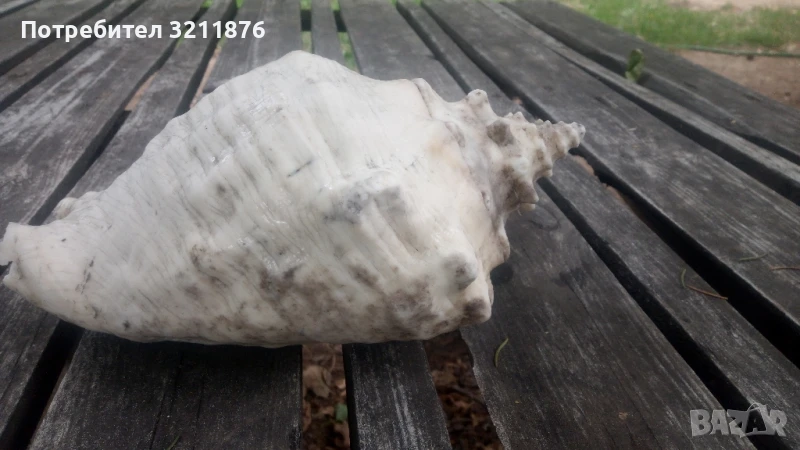 Декоративна раковина , снимка 1