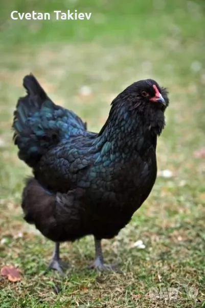 Яйца от Амераукана и Араукана , снимка 1