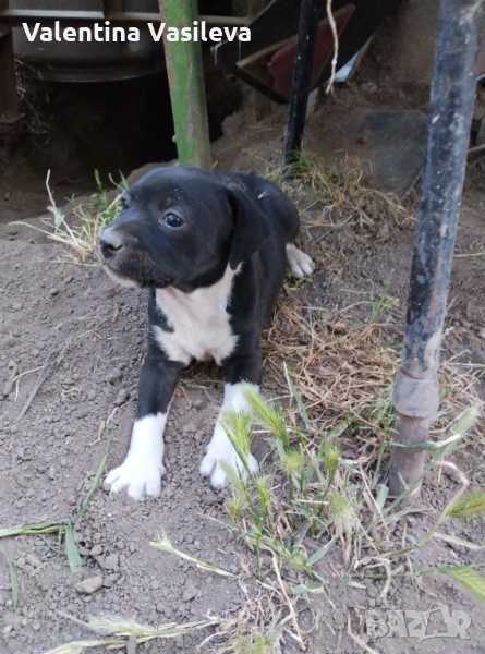 Малко куче пойнтер, снимка 1