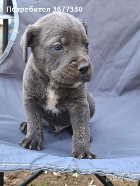 Кане корсо, снимка 1