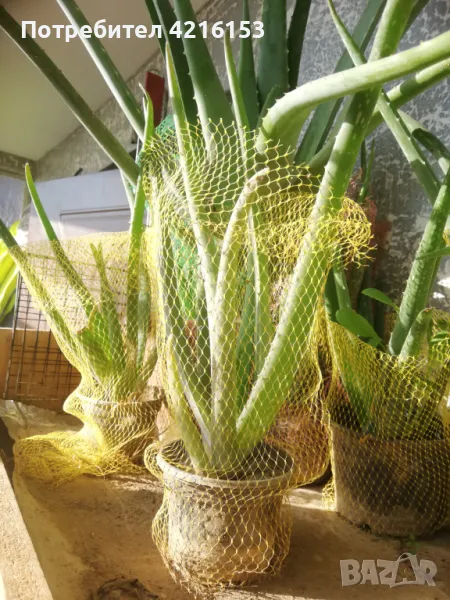 Алое Вера Барбаденсис, снимка 1