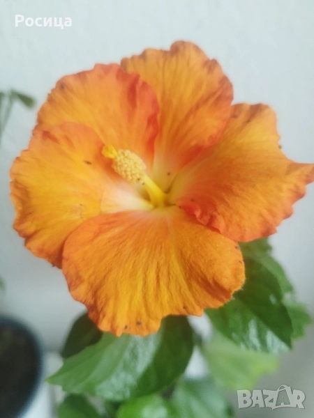 хибискус , снимка 1