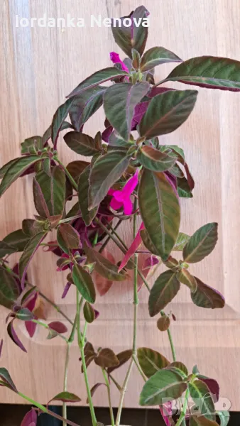 Руелия , снимка 1