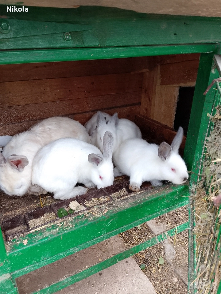 продавам зайци калифорнийски на два месеца, снимка 1