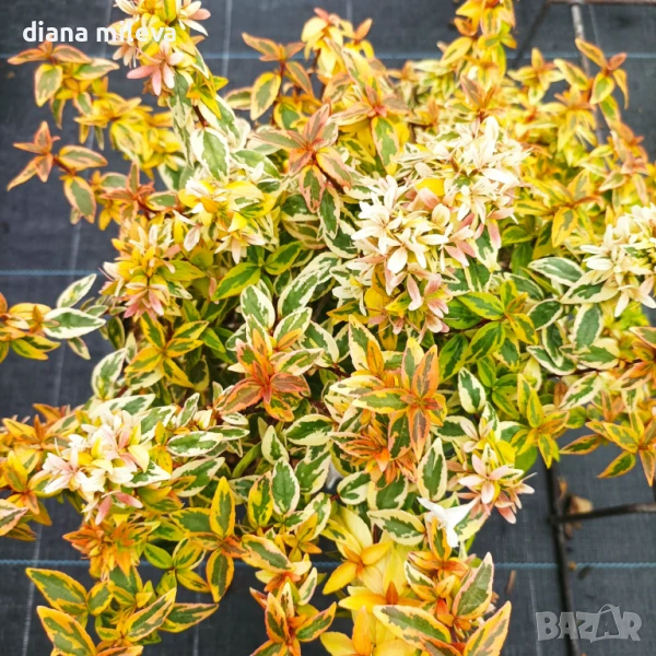 Абелия Калейдоскоп, студоустойчива!!, снимка 1