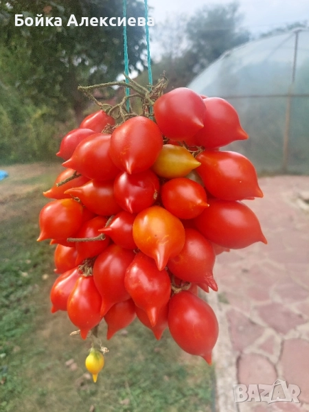 Семена домати Пиеноло Дел Везувио, снимка 1