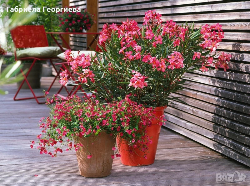 Олеандър , снимка 1