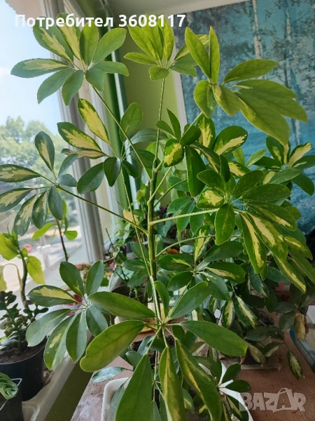 шефлери , снимка 1