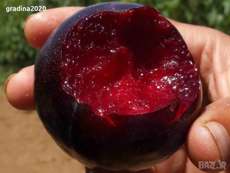 Слива Черен Сплендор - BLACK SPLENDOR, снимка 1