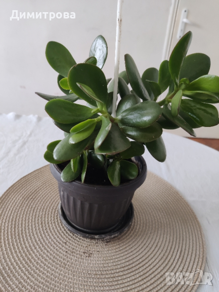 Дървото на живота /красула-нефритово растение/, снимка 1