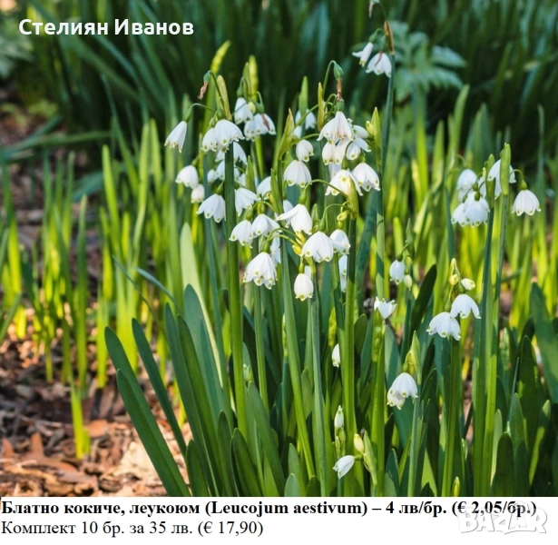 Блатно кокиче, леукоюм (Leucojum aestivum) – много големи луковици, снимка 1