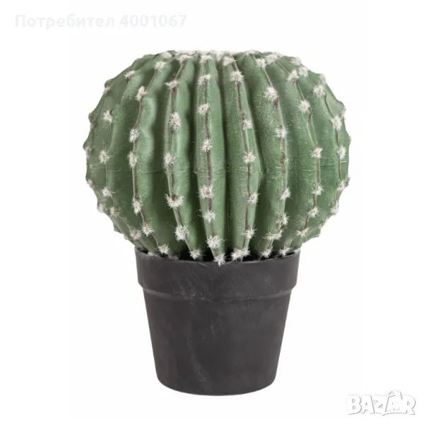 овален кактус в саксийка, снимка 1