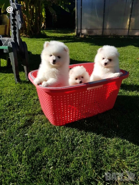 Померан померанчета Гр. София, снимка 1