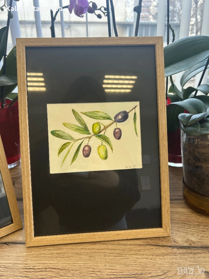 Ръчно рисувана акварелна картина – Маслини, снимка 1