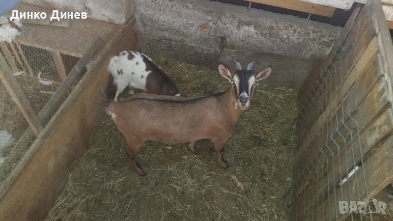 Мини холандски козлета ,кози ,яре , снимка 1